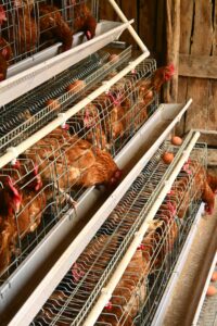 A group of chickens in a tiered cage system laying eggs in an indoor farm setting.
